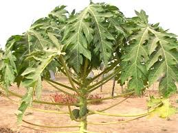 Provide fruit trees to 25 households in Uganda