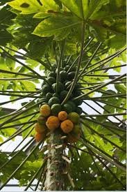 Provide fruit trees to 25 households in Uganda