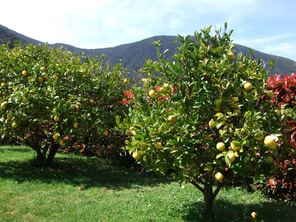 Provide fruit trees to 25 households in Uganda