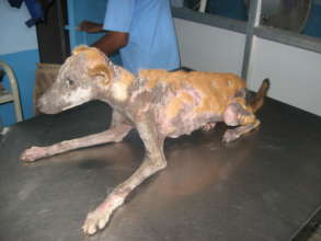 Mange is common and curable...See "after" photo.