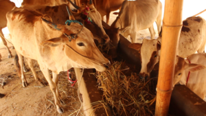 COWS: Second day after Rescue.