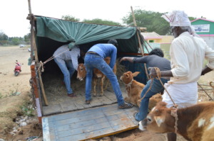 Loading ten rescued calves into a lorry.