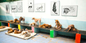Welcome to our beloved Shelter.