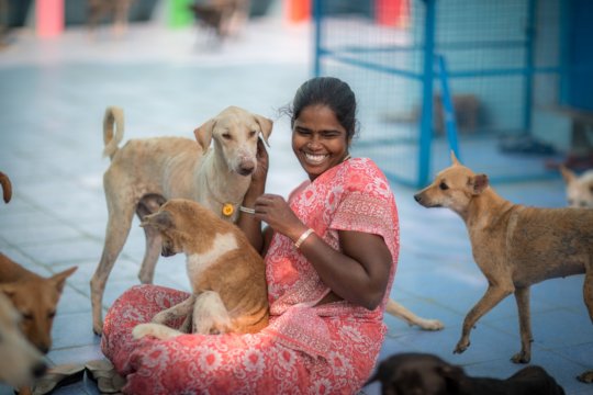 Reports From Arunachala Animal Sanctuary Amp Rescue Shelter Globalgiving