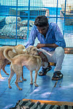 They were rescued by Pandi...Bless him.