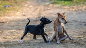 Two more of the Homeless Sweeties we protect.