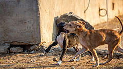 Two of the Precious Homeless Ones we protect.