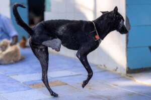 Krishna.Our miracle .2 legs. Happy.Has girlfriend.