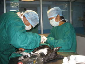 Drs. Raja and Heera...Here for the Precious Ones.