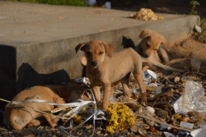 Three of the Precious Homeless Ones we protect.