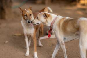Two friends.