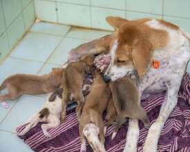 There's noplace safer than mom.