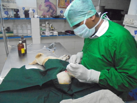Dr. Raja with his magical hands.