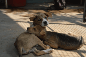 Two of the Precious Homeless Ones we protect.