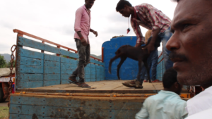 GOATS: First one on lorry Number Two.