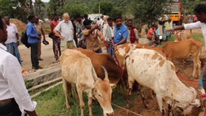 COWS: Rounding up, lead ropes, tethering.