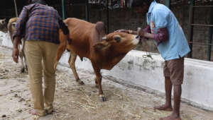 Rescue. Initial exam. Dr.Raja's gentle touch.