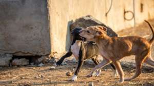 Two of the homeless Precious Ones we protect.