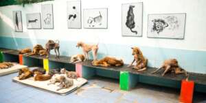 Welcome to our beloved Shelter!