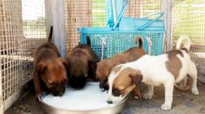 Welcome..Welcome..Welcome..to our beloved Shelter.