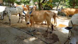 Other rescued cows. Also after 3 mths in our care.