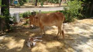 One of rescued cows.3 mths later.She was pregnant.