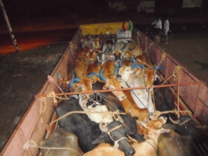 Cattle rescue. Lorry intercepted. Cattle impounded