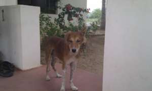 Shirdi-After 3 months treatment. Yep! Same dog.