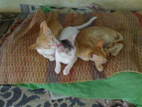 This ones for you catlovers...Om Namah Shivaya.