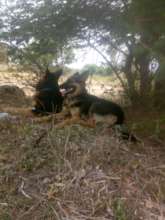 This is Eethera's German Shepherds, Leo and Lady.