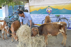 Supervisor Raja feeding hungry rescued calves.