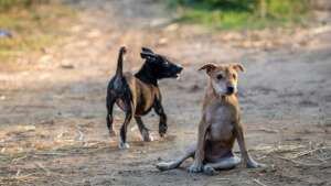 Two of the Precious Homeless Ones we protect.