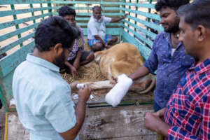 Dr. Raja and Dr. Mahesh treating a farmer's cow.