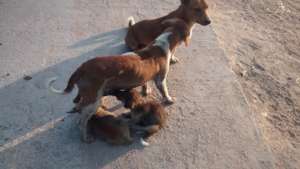 Four of the Precious Homeless Ones we protect.