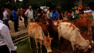 A major cattle rescue.