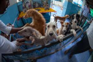 They're simply curious.