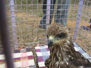 This guy flew into some electric wires.