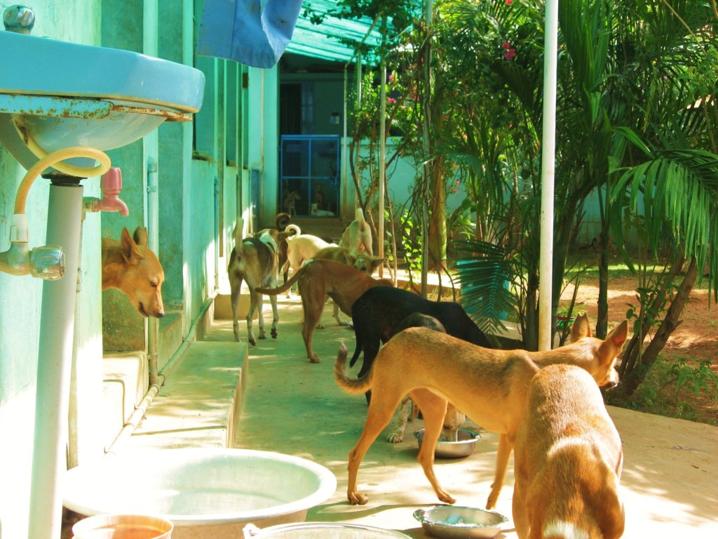 The walkway in the garden.