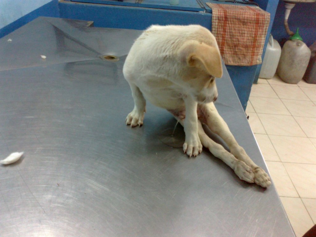 Rescue,Love,Save-1000's of Suffering Animals.India