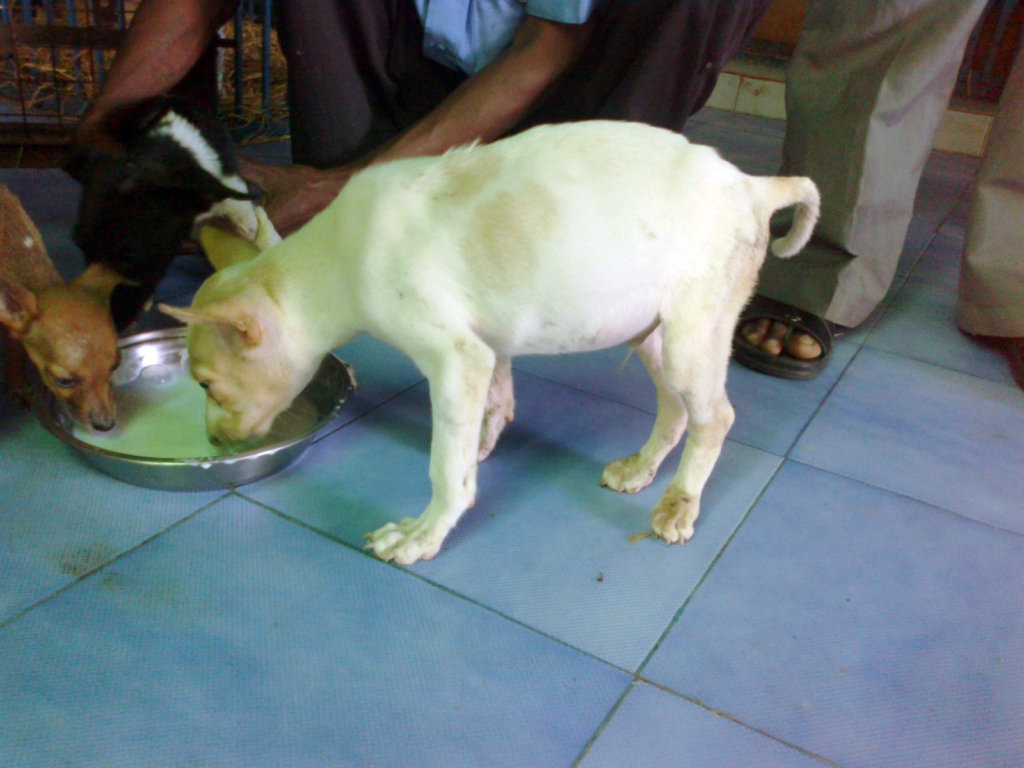 Rescue,Love,Save-1000's of Suffering Animals.India