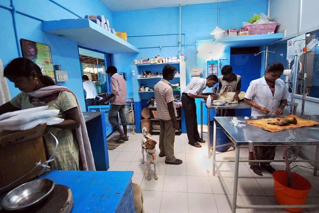 Rescue,Love,Save-1000's of Suffering Animals.India