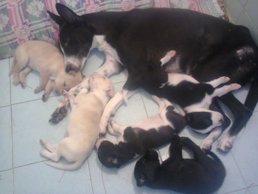 Rescue,Love,Save-1000's of Suffering Animals.India