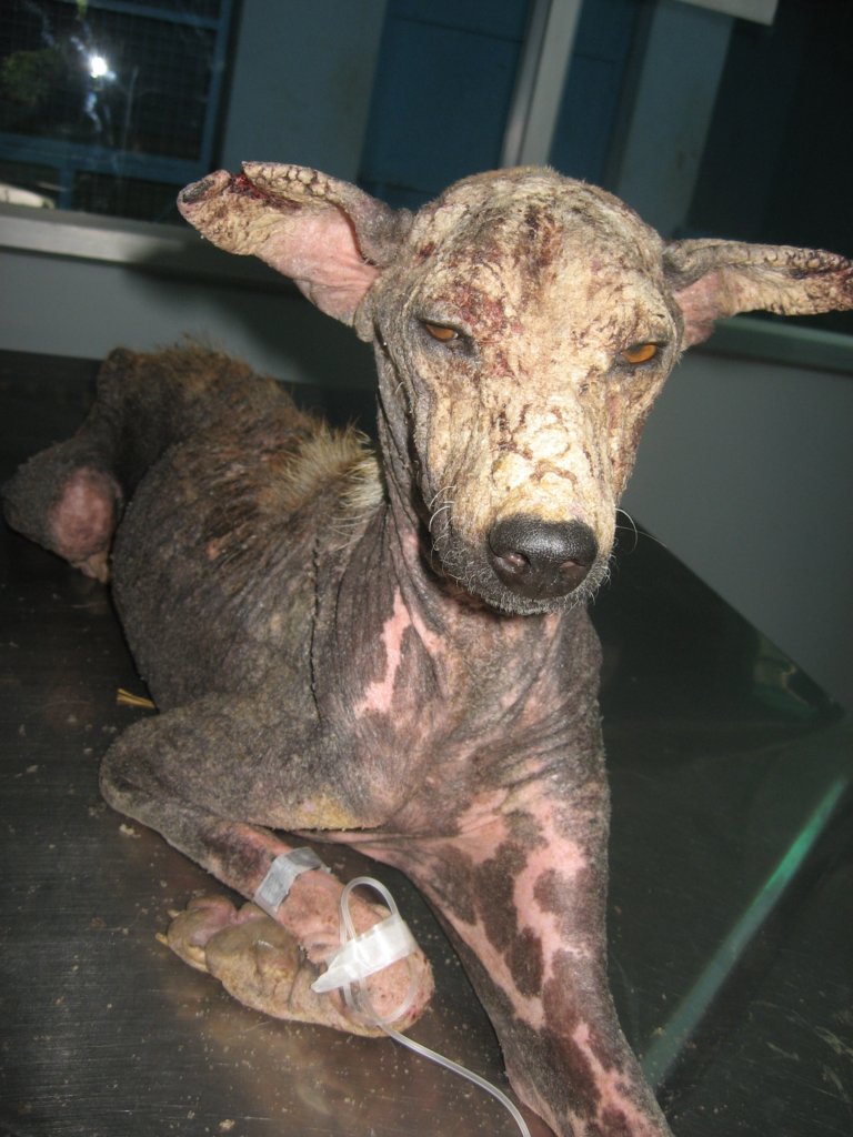 Rescue,Love,Save-1000's of Suffering Animals.India