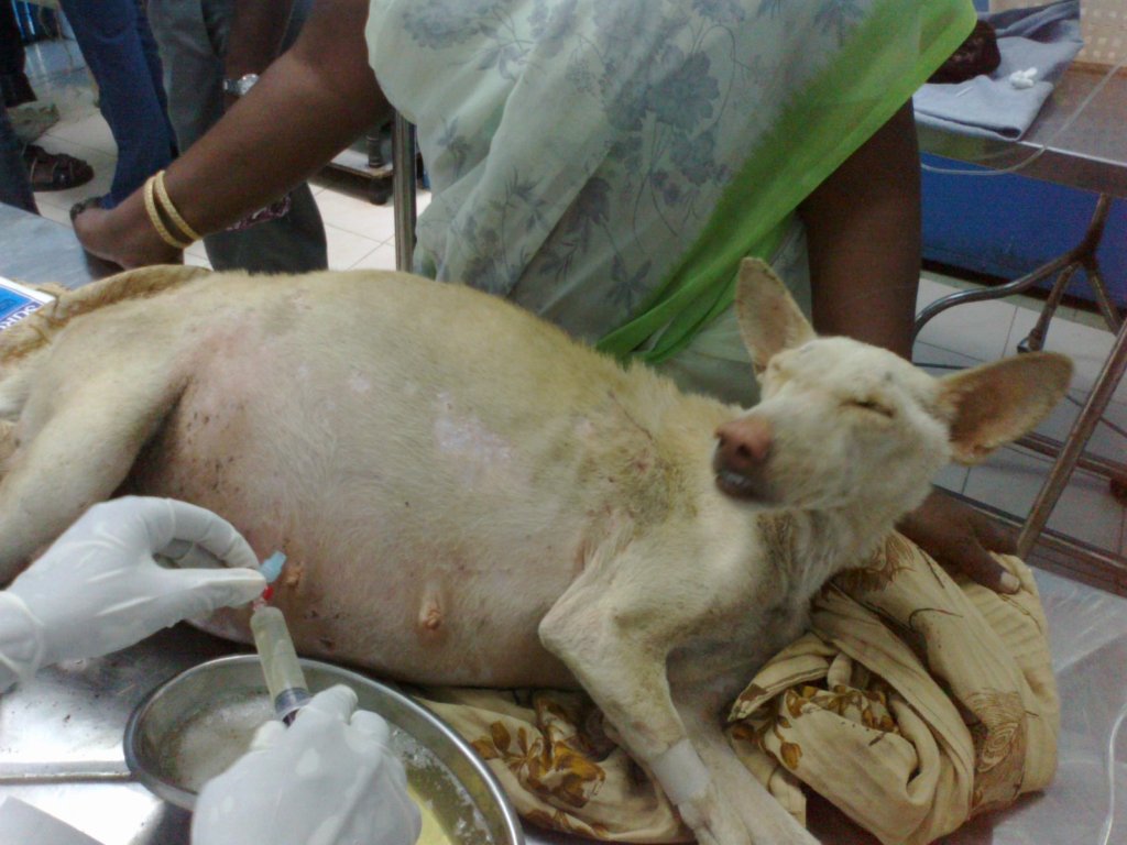 Rescue,Love,Save-1000's of Suffering Animals.India