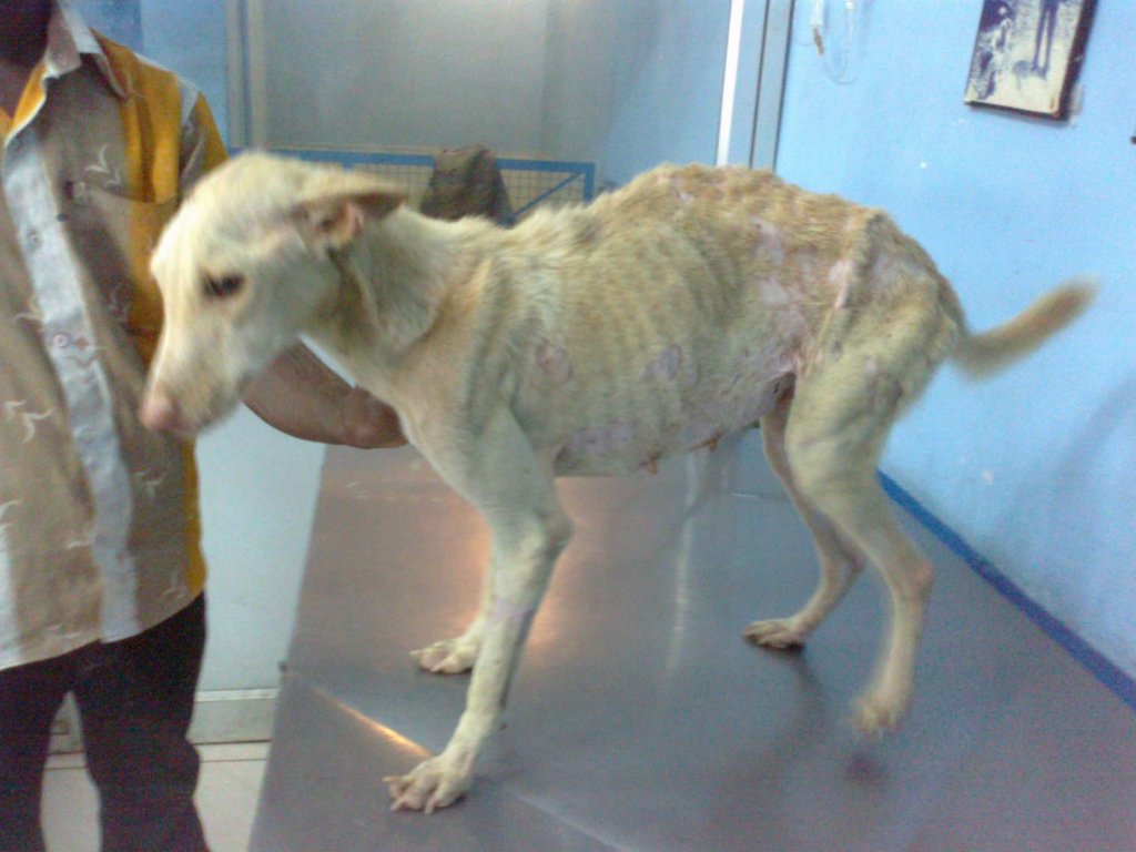 Rescue,Love,Save-1000's of Suffering Animals.India