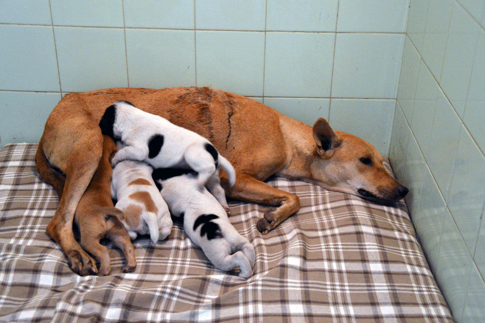 Rescue,Love,Save-1000's of Suffering Animals.India