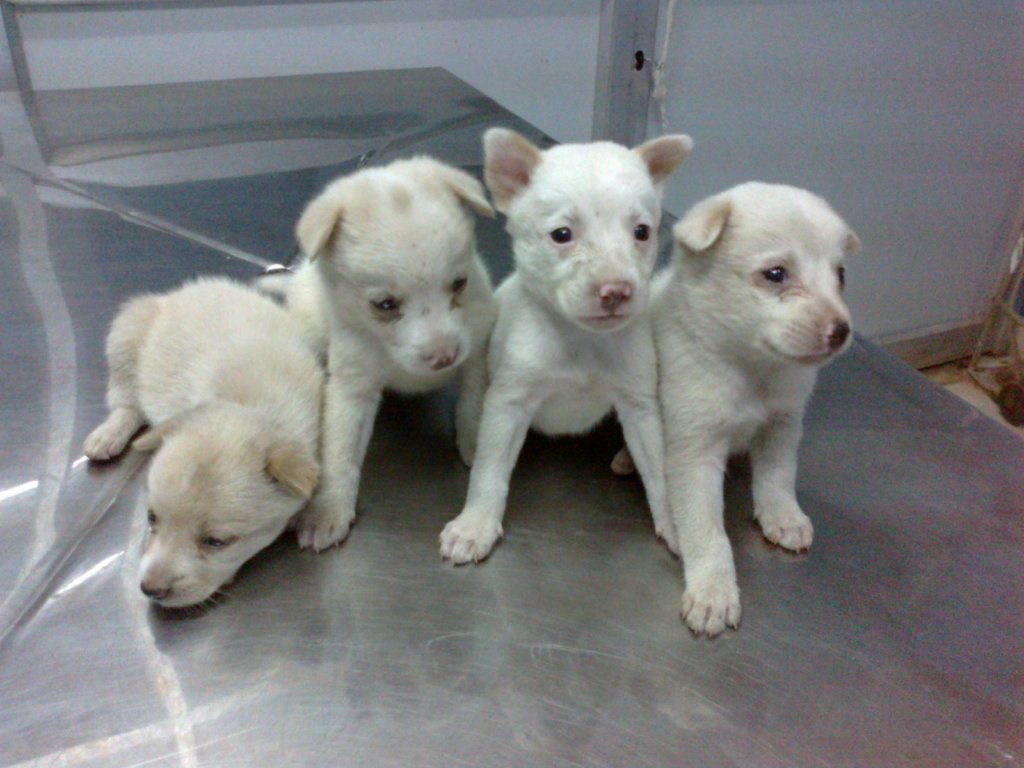 Rescue,Love,Save-1000's of Suffering Animals.India