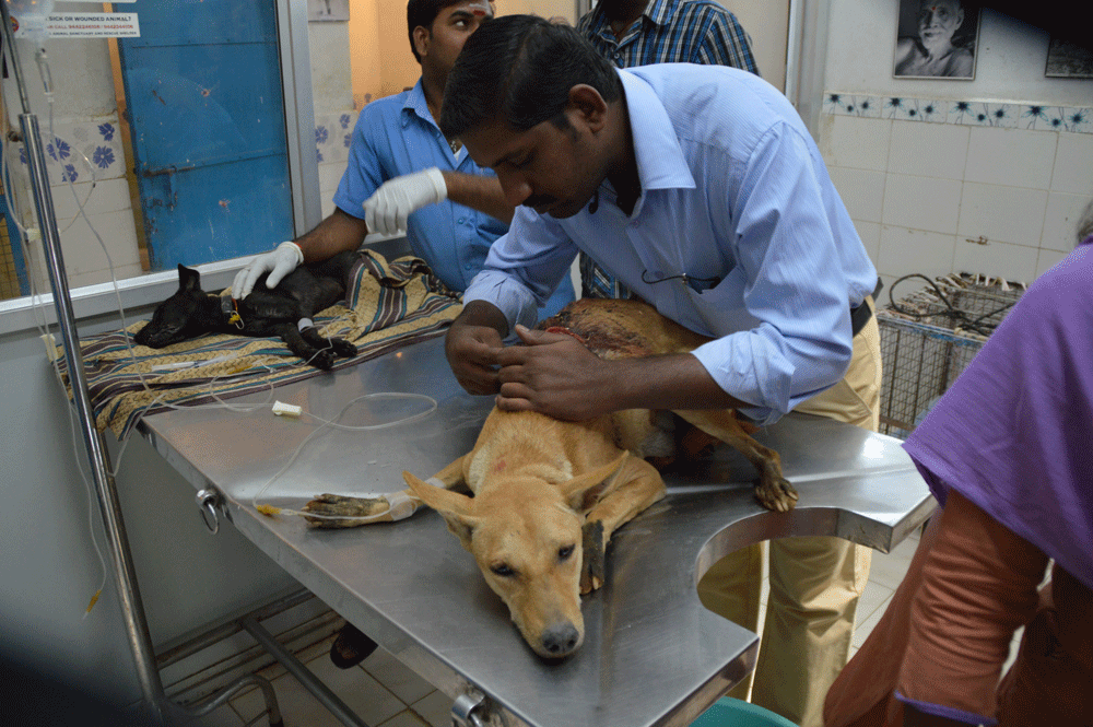 Rescue,Love,Save-1000's of Suffering Animals.India