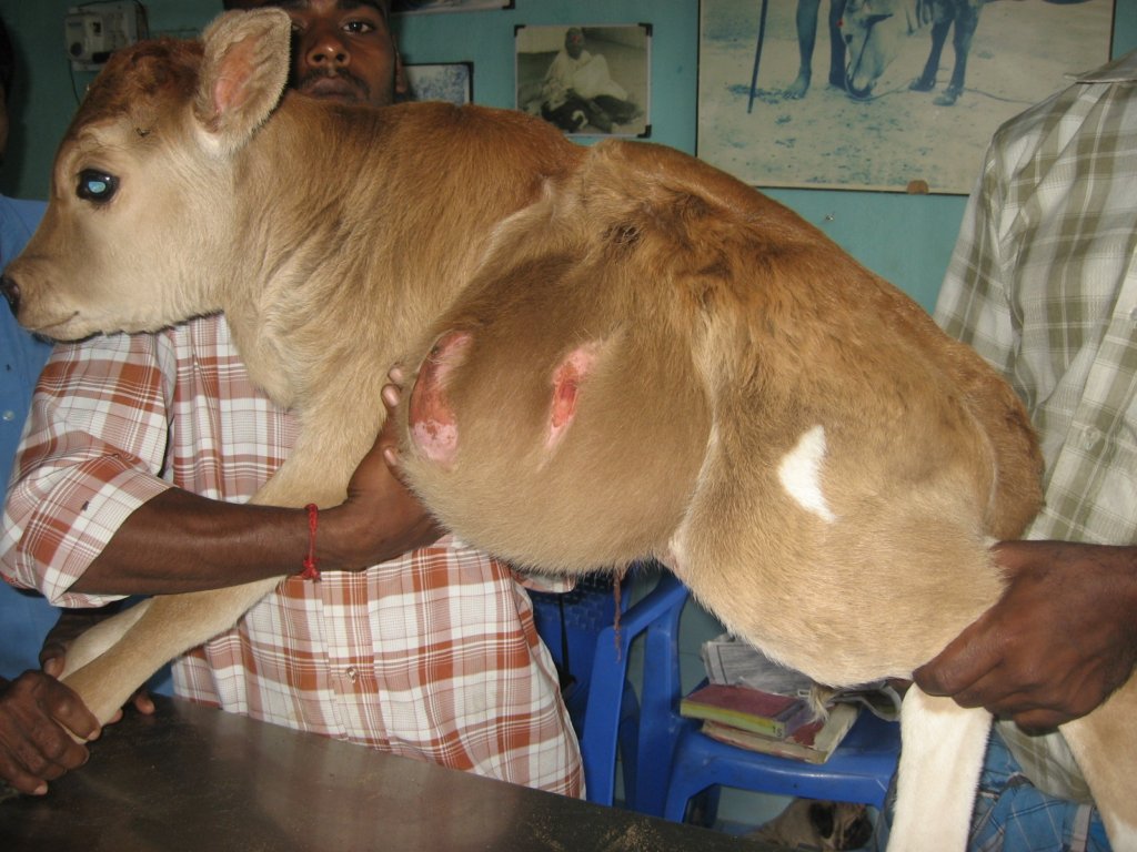 Rescue,Love,Save-1000's of Suffering Animals.India