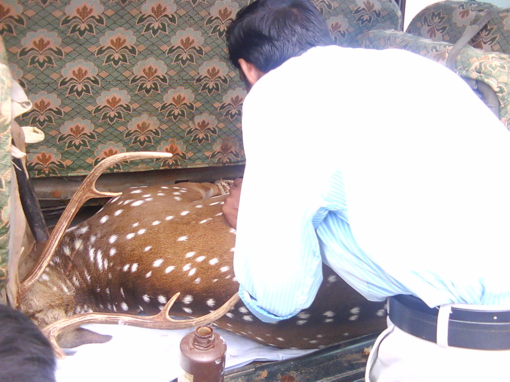 Rescue,Love,Save-1000's of Suffering Animals.India